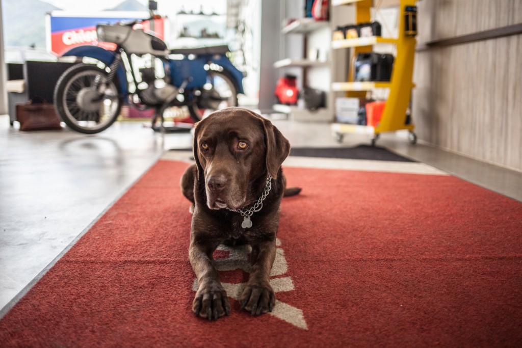 Hund auf rotem Teppich bei KFZ Maier