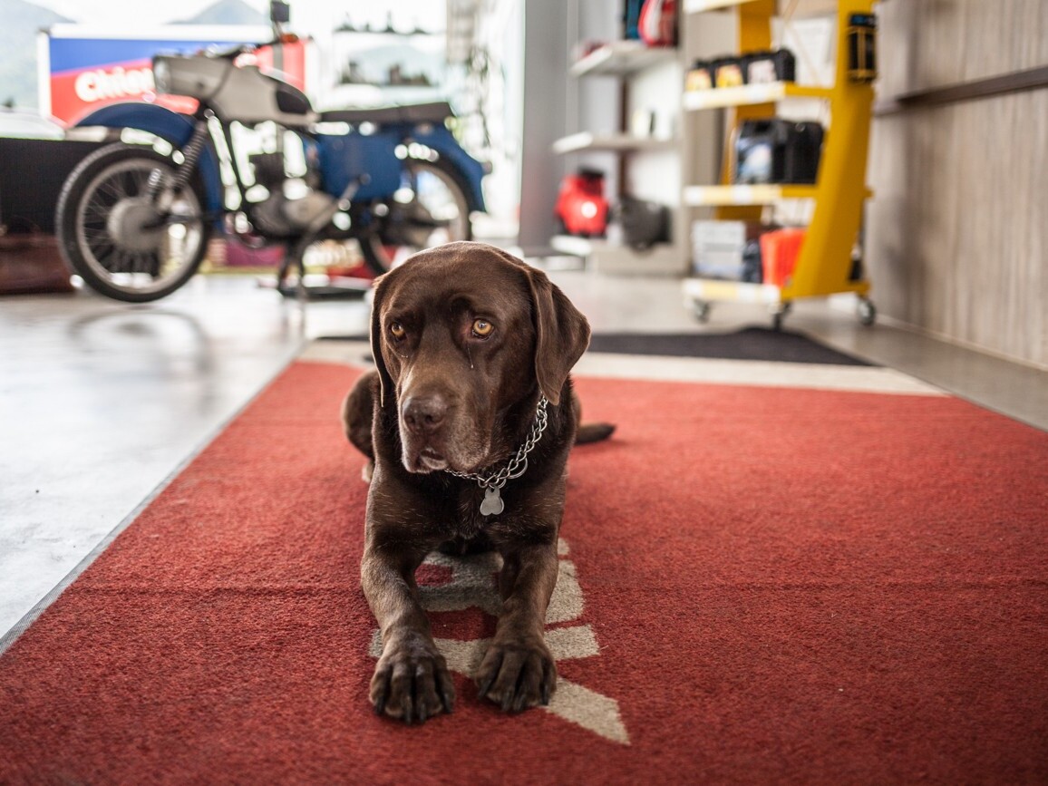 Hund auf rotem Teppich bei KFZ Maier