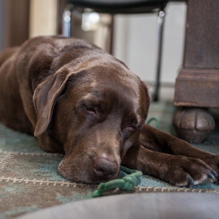 Schlafender Hund